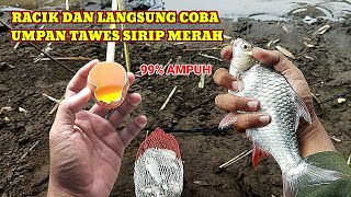 RACIKAN UMPAN IKAN TAWES SIRIP MERAH‼️SUPER JITU [upl. by Belicia]