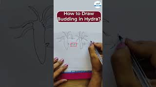 How to Draw Budding in Hydra Step By Step  shorts biology sciencediagram hydra [upl. by Htiekram841]