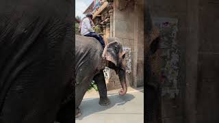 Srirangam elephant 🐘 [upl. by Landahl]