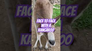 Face to Face With a Kangaroo love portmonkeys kangaroo [upl. by Llennoc]