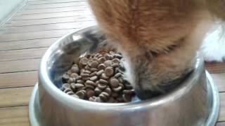 Asmr dog kibble love [upl. by Aisinut976]