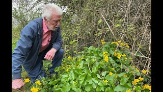 Marsh Marigold with John Feehan [upl. by Thecla]