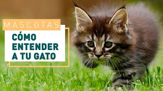 Claves para entender el comportamiento de los gatos  Verdecora [upl. by Hau]