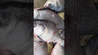 Katla Fishing Amazing video fishing [upl. by Eves]