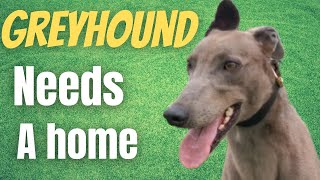 Greyhound looking for his forever home [upl. by Finella]