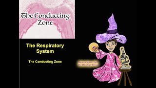 The Respiratory System The Conducting Zone [upl. by Efeek832]