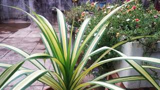 How to take care of Pandanus variegated plant [upl. by Aslehc918]