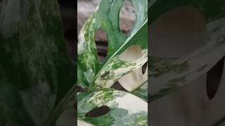 Variegated adansonii monstera  beautiful indoor plant adansonii monsteraplant indoorsplants [upl. by Ayatnwahs497]