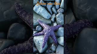 Ochre sea star on the beachÉtoile de mer Pisaster ochraceus sur la plage canada wildlife seastar [upl. by Nnaecyoj]