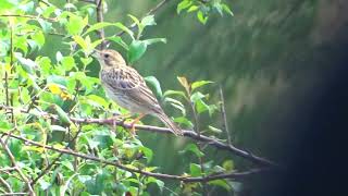 Corn Bunting Emberiza calandra [upl. by Alyssa]