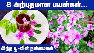 Nithyakalyani Flower  Benefits  Tamil  Medicinal Plants [upl. by Assyli720]