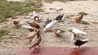 Sare Kabutar Neeche Utter Aaye  Shiraji Khal Wale Pigeon Ande Rakhne wale Hai [upl. by Jennee118]