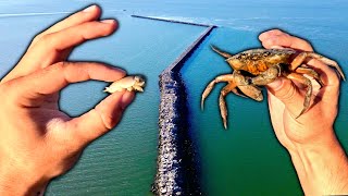 Tautog Fishing  Green Crabs vs Sand Fleas Which Catches More Fish [upl. by Tadeas511]