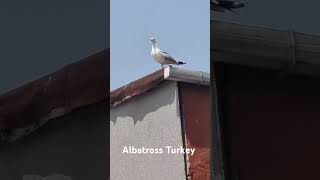 😍😍😍Albatross Bird beautiful beauty birds amazing love respect istanbul turkey viralvideo [upl. by Eniahpets]