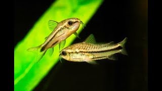 Corydoras Pygmaeus My experience with Pygmy Corys [upl. by Noami]