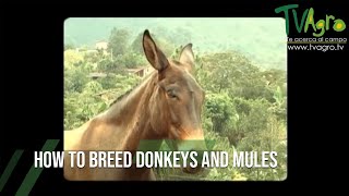 How to Breed DONKEYS and MULES [upl. by Alleul]