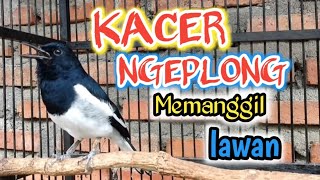 KACER GACOR NGEPLONG DI PAGI HARIPANCINGAN KACER NGERIWIK JADI NGEPLONG GACORMERANTI CHANNEL [upl. by Eriam565]