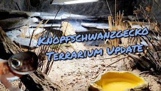 Knopfschwanzgecko Terrarium Update [upl. by Bisset]