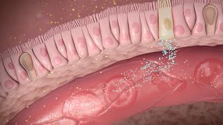 Cómo actúa la semaglutida en la pérdida de peso y la diabetes tipo 2 [upl. by Wedurn]