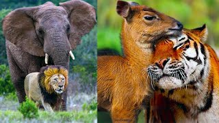 6 Animaux Incroyables qui Ont Adoptés dAutres Animaux [upl. by Wernsman752]