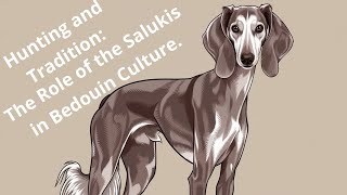 Hunting and Tradition The Role of Salukis in Bedouin Culture [upl. by Joeann554]