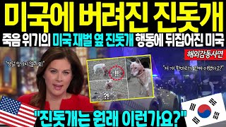 해외감동사연 미국에 버려진 진돗개가 죽음 위기까지 간 미국 재벌 보호자를 목숨바쳐 구하고 쓰러지는 용맹함에 발칵 뒤집어진 미국 상황 [upl. by Papp]