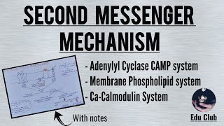 Second Messenger Mechanism Of Hormone Action  Cell Signalling  Endocrine Physiology [upl. by Jamesy]