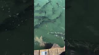 🦈 Sharks appeared ‼️ travel amazing cool sea florida [upl. by Tilda]