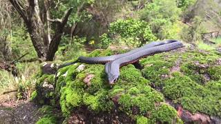 RedBellied Black SnakePseudechis porphyriacus Wild Australian Elapidae Snake [upl. by Elliot521]