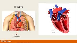 la circolazione sanguigna [upl. by Oicnecserc]