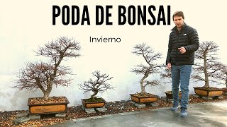 ✂ COMO PODAR UN BONSAI OLMO CHINO  Invierno 🌲 [upl. by Arst]