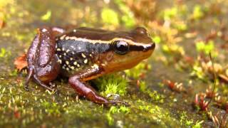 Endemic frogs the Sierra nevada de Santa marta Santa Marta poison arrow frog Colostethus ruthveni [upl. by Laddy]