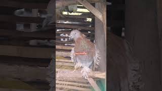 Frillback pigeon in the Philippines birds pigeonfyp trending viralvideo [upl. by Capwell229]