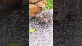 AMSTAFF vs les animaux de la nature [upl. by Annayk]