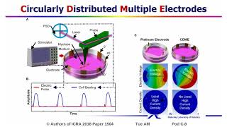 Differentiation of C2C12 Myoblasts and Characterization of ElectroResponsive Beating Behavior of My [upl. by Kolnos397]