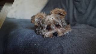 Yorkie Poos First Time at a Groomer 3 months old [upl. by Nicholson]