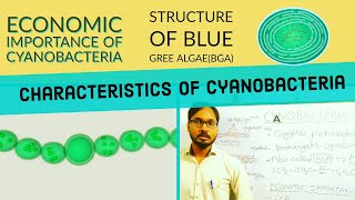 Cyanobacteria  Characteristics of BGA  Structure of Cyanobacteria  Economic Importance of BGA [upl. by Marlie]