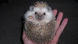 Hedgehogs  DONT purchase before watching THIS [upl. by Essile55]