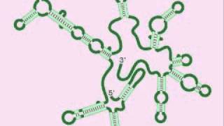 Pre rRNA  Pre ribosomal RNA [upl. by Orwin]