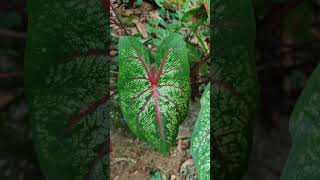 Caladium nature wildlife flowers 1 [upl. by Polish]