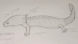 How To Draw Necturus diagram easily। Necturus drawing ।zoologyamphibianecturusdiagram।। [upl. by Annetta]