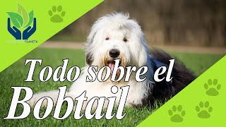 Bobtail descubre esta maravillosa raza [upl. by Leifer]