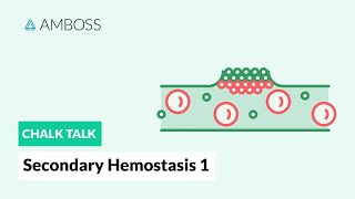 Secondary Hemostasis  Part 1 Coagulation Cascade [upl. by Jacqueline947]