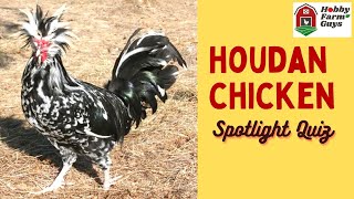 Houdan Chicken Spotlight Quiz [upl. by Cheyne543]