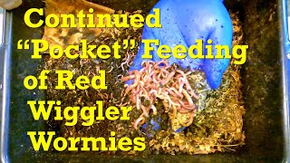 14th quotPocketquot feeding after 12 days in 191day red wiggler worm bin  vermicompost [upl. by Maon264]