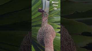 Never Give Up 🪹🕊️ birds nevergiveup motivation success sigma tailor [upl. by Hugibert]