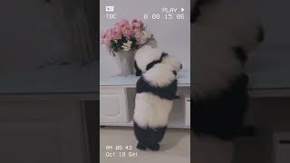 Funny panda comedy videos and very funny and Cute panda🐼 😀 [upl. by Ojibbob]