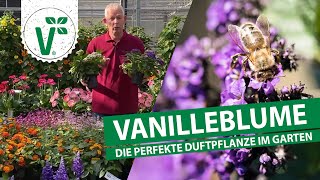 Vanilleblume  Die perfekte Duftpflanze für den Garten [upl. by Sayette]