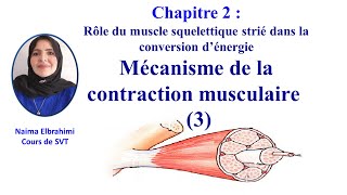 Cours SVT2BacBiof Chapitre 2  Rôle du muscle strié Mécanisme de la contraction musculaire 3 [upl. by Yrruc]