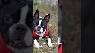 Secrets of Boston Terriers Discover the Unique Physical Characteristics of this Adorable Breed [upl. by Sharp]